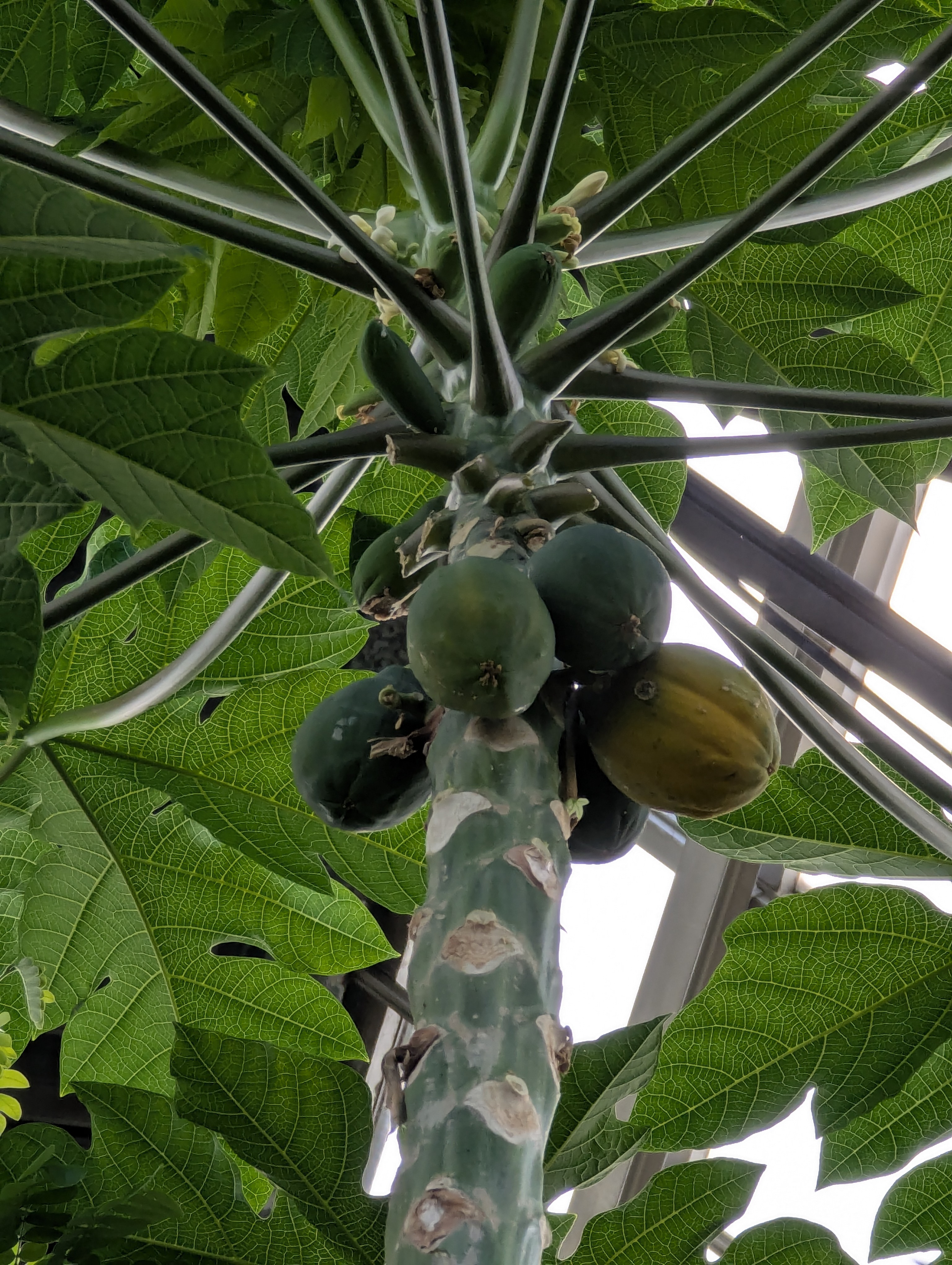 Birthday Trip to Canada, Edmonton, Pyramids, Muttart Observatory